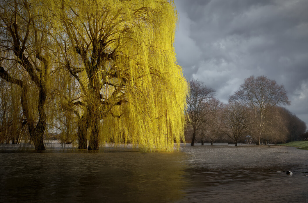 frhlingsrhein-rodekirchen-baum_49991654451_o.jpeg