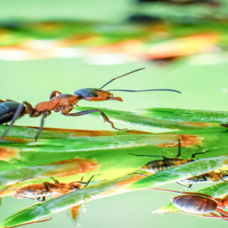 MURAVEI_FOK6821-1MURAVEI_FOK6821-1_MQ-1080p